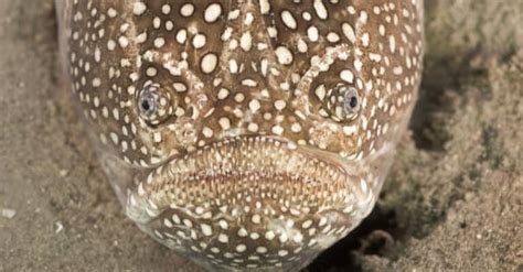 Stargazer Fish - A-Z Animals