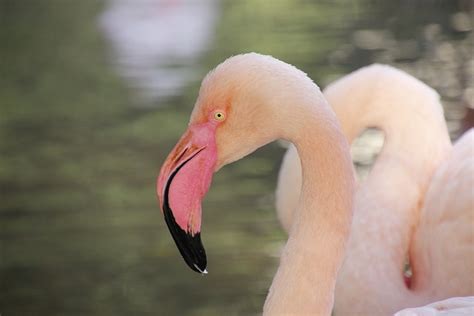 Flamenco Birds Animals - Free photo on Pixabay - Pixabay