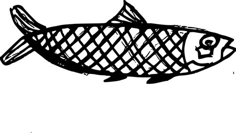 10 Fish Drawing (PNG Transparent) | OnlyGFX.com