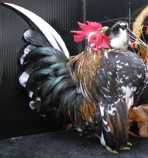 Malaysian Serama Bantam Chicken Pictures and Breed Information ...