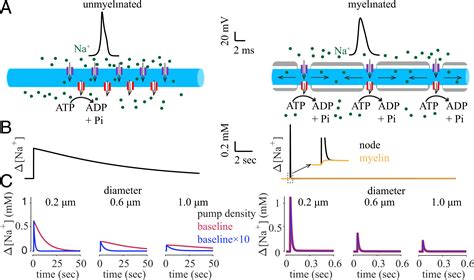 Interactions among diameter, myelination, and the Na/K pump affect ...