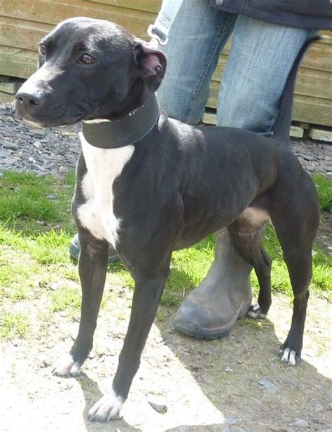 Jessie – 12 month old female Whippet cross Staffordshire Bull Terrier dog for adoption at ...