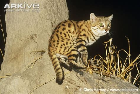 Black-footed Cat Description and Characteristics ~ Cats For Africa