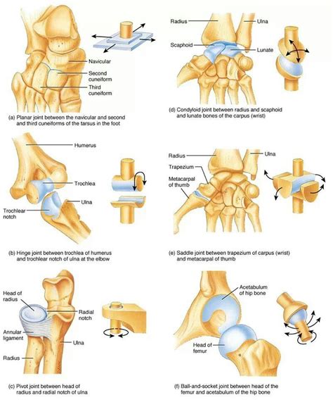 Human body has approximately 230 movable and semi-movable joints ...