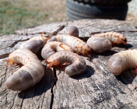 Rhino Beetle Larvae on an Old Wood Stump. Large Larvae of Rhinoceros Beetle. Rhinoceros Beetle ...