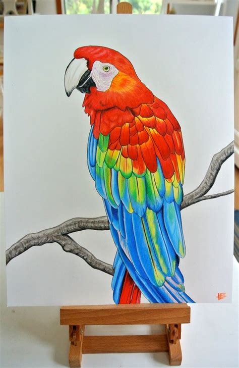 Parrots Art Birds | Parrots art, Parrot painting, Parrot drawing