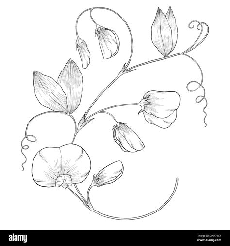 Sweet pea outline botanical illustration. Line art digitally drawn illustrations Stock Photo - Alamy