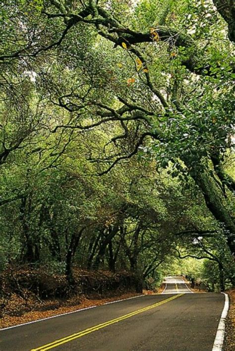 Trabuco Canyon. How many times did I travel this road? The Live Oaks ...