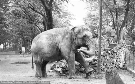 Photo of Chester Zoo, The Elephants c.1955 - Francis Frith