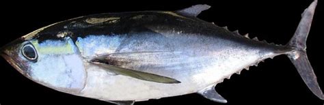 Blackfin Tuna | Blackfin Tuna Thunnus atlanticus | Fishes of North ...