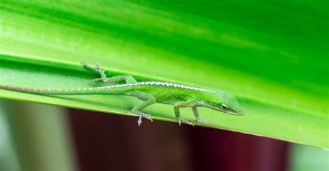 10 Types Of Amazing Green Lizards - A-Z Animals