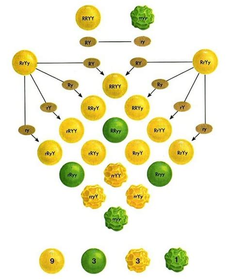 Law of Independent Assortment - Definition and Examples