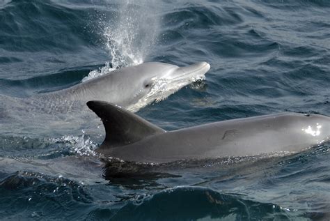 Dolphin hotspot a conservation priority — Australian Antarctic Program