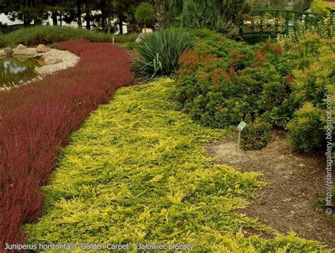 Encyklopedia Roślin: Juniperus horizontalis 'Golden Carpet' - Jałowiec płożący | Planting shrubs ...