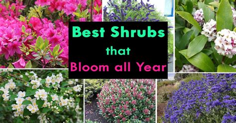 Shrubs that Bloom All Year | Year Round Shrubs According to Season ...