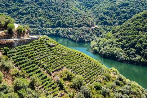 +10 Viñedos en España: Calidad y tradición que perdura ¡Conocelos!