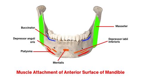 The Mandible: : Anatomy, Foramina, Muscle attachments, Ossification ...