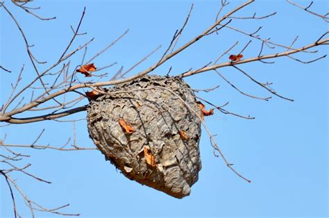 Hornet Nest stock photo. Image of sting, hornets, home - 110002122