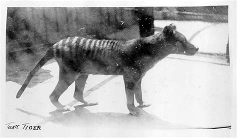 Tasmanian tiger - Discover Tasmania