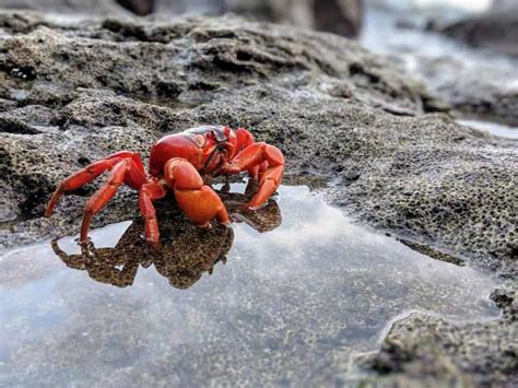 Christmas Island & The Red Crab Migration in Pictures