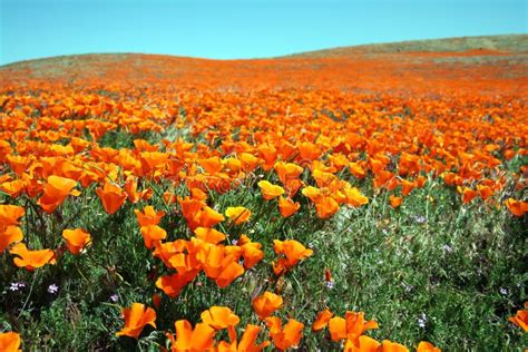 California Poppy Field stock photo. Image of poppy, outdoors - 14147492