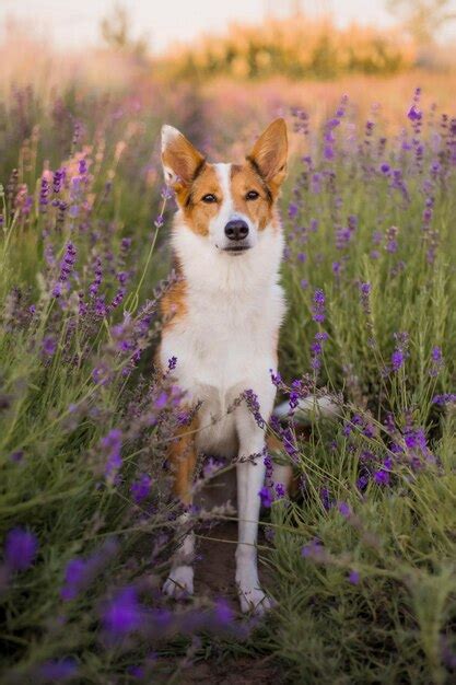 Premium Photo | A dog in a field of flowers