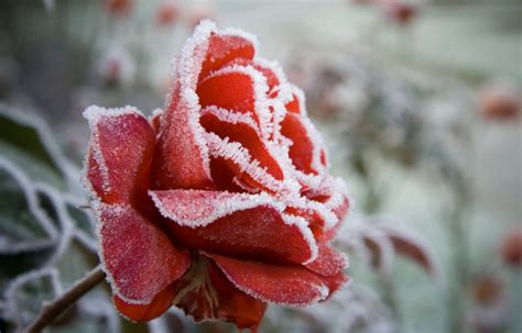 Rose Bush Winter Care – Roworth – Flower Gardening Tips and Guides