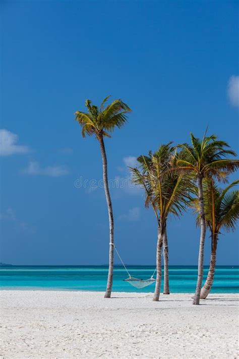 Tropical Hammock stock image. Image of clear, maldives - 176476571