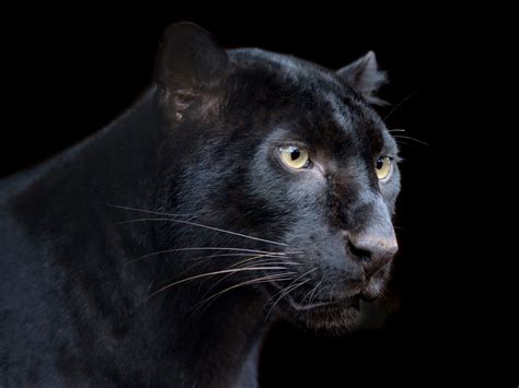 black panther symbolism black panther spirit animal