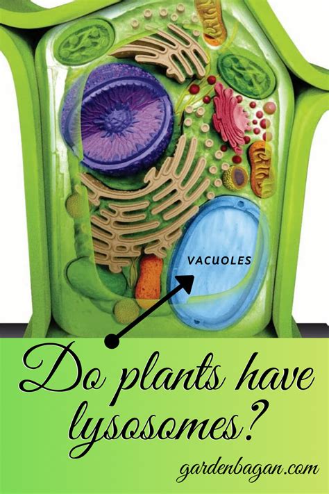 Do Plants Have Lysosomes? | Learning science, Fun facts, Plant cell