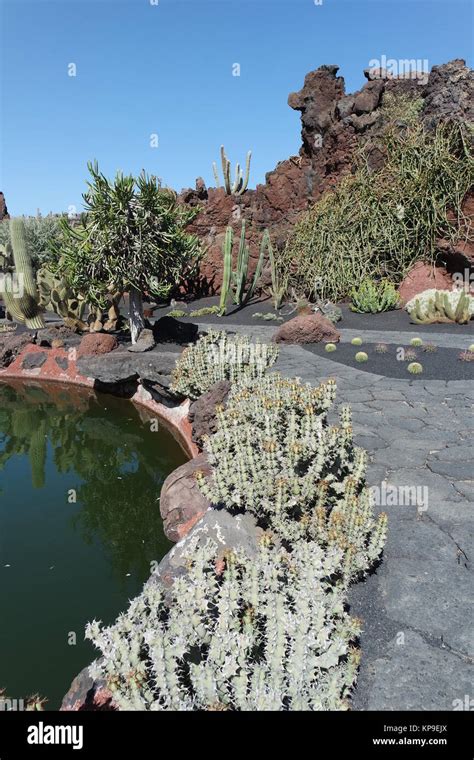 cactus garden in lanzarote Stock Photo - Alamy