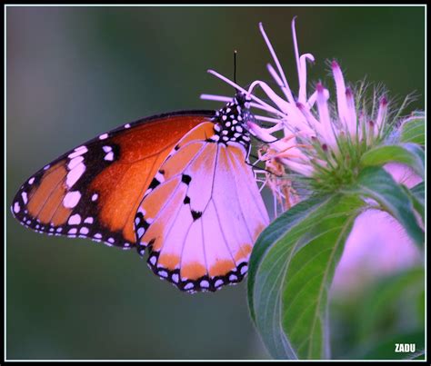 Love (Explored) | Love is like a butterfly, it goes where it… | Flickr