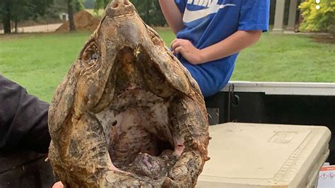 Mississippi man catches rare 70-pound alligator snapping turtle