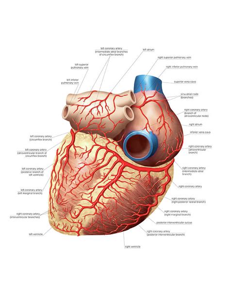 Heart And Right Coronary Artery Photograph by Asklepios Medical Atlas - Pixels