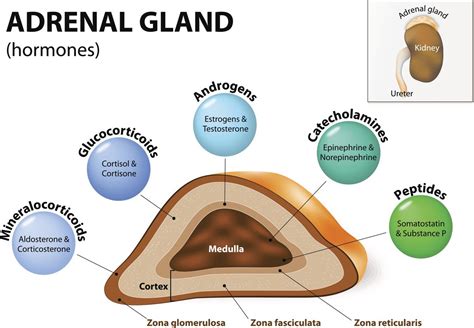Adrenal cortex hormones and functions - jespremium