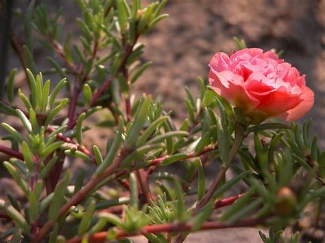 Portulaca grandiflora - UF/IFAS Assessment - University of Florida, Institute of Food and ...