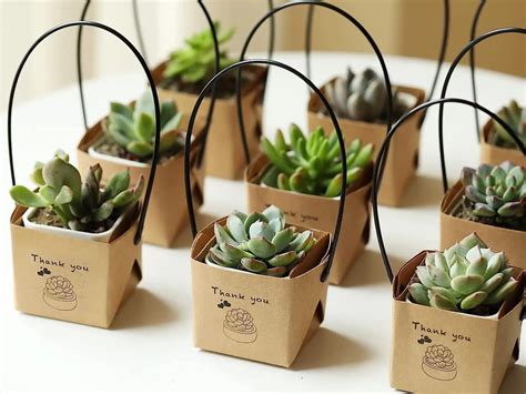 Succulent Baby Shower Theme