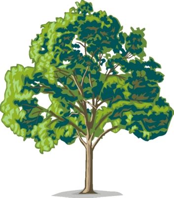 Pecan tree clipart 20 free Cliparts | Download images on Clipground 2024