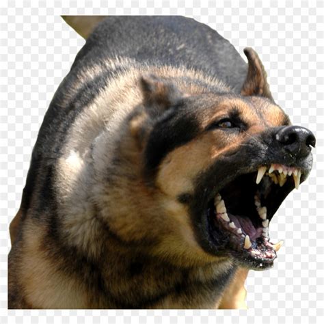 Angry Dog Png With Transparent Background - Angry Dog Transparent ...