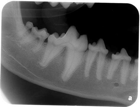 Why veterinarians must do whole-mouth intra-oral dental radiographs ...