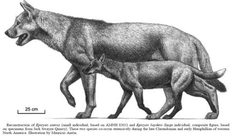 Extinction around the world: Honshū Wolf and Epicyon Haydeni