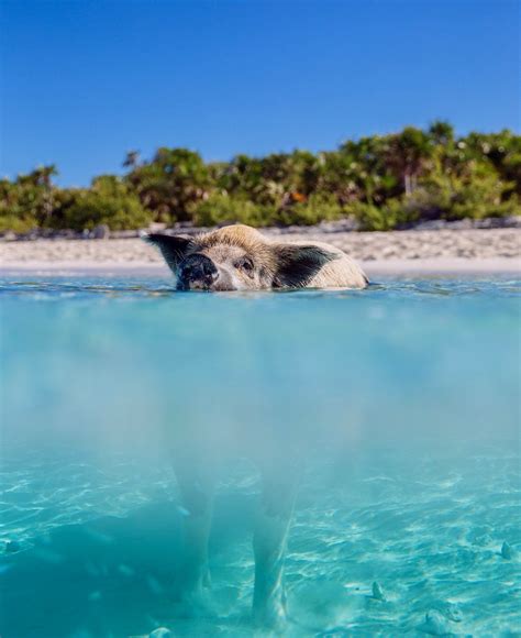 Swimming Pig Island | When Pigs Swim Exuma