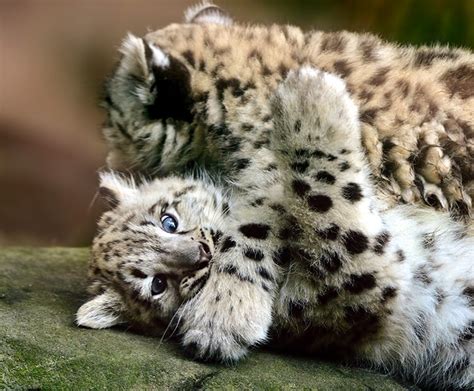 Snow leopard | San Diego Zoo Kids