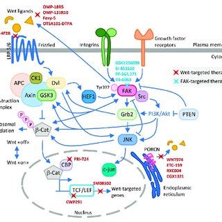 Summary of FAK signaling inhibitors in clinical trials. | Download Scientific Diagram