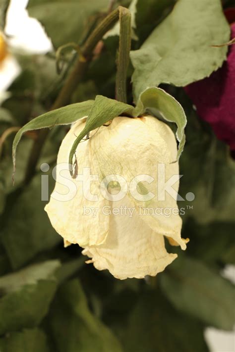 Withered Rose Stock Photo | Royalty-Free | FreeImages