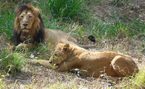 Safari @ Bannerghatta National Park Safari | Ashwin Kumar | Flickr