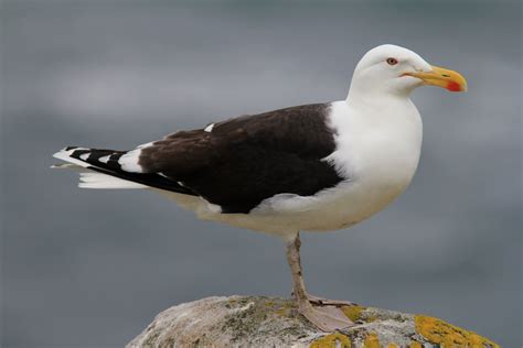 limerick-birder.blog: Saltee Islands. | British wildlife, Seagull, Sea birds