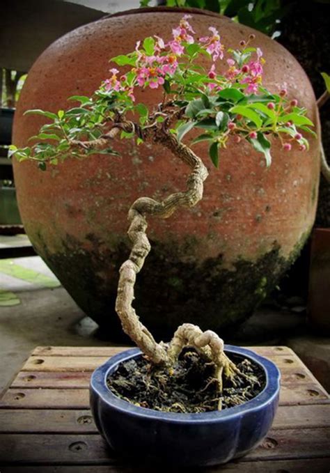 beautiful-bonsai-tree-miniature-ideas | HomeMydesign