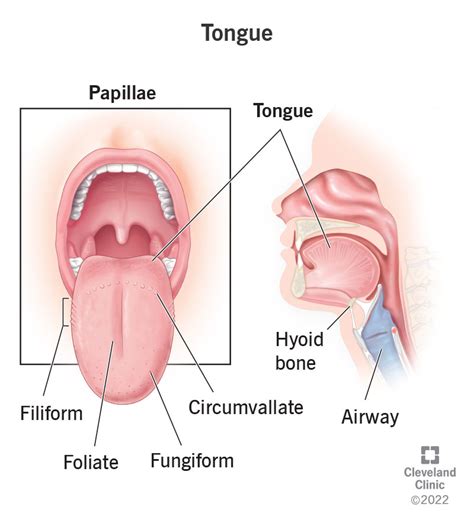 Tongue: Definition, Location, Anatomy & Function