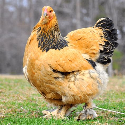 Breed Spotlight: The Brahma | Meyer Hatchery Blog